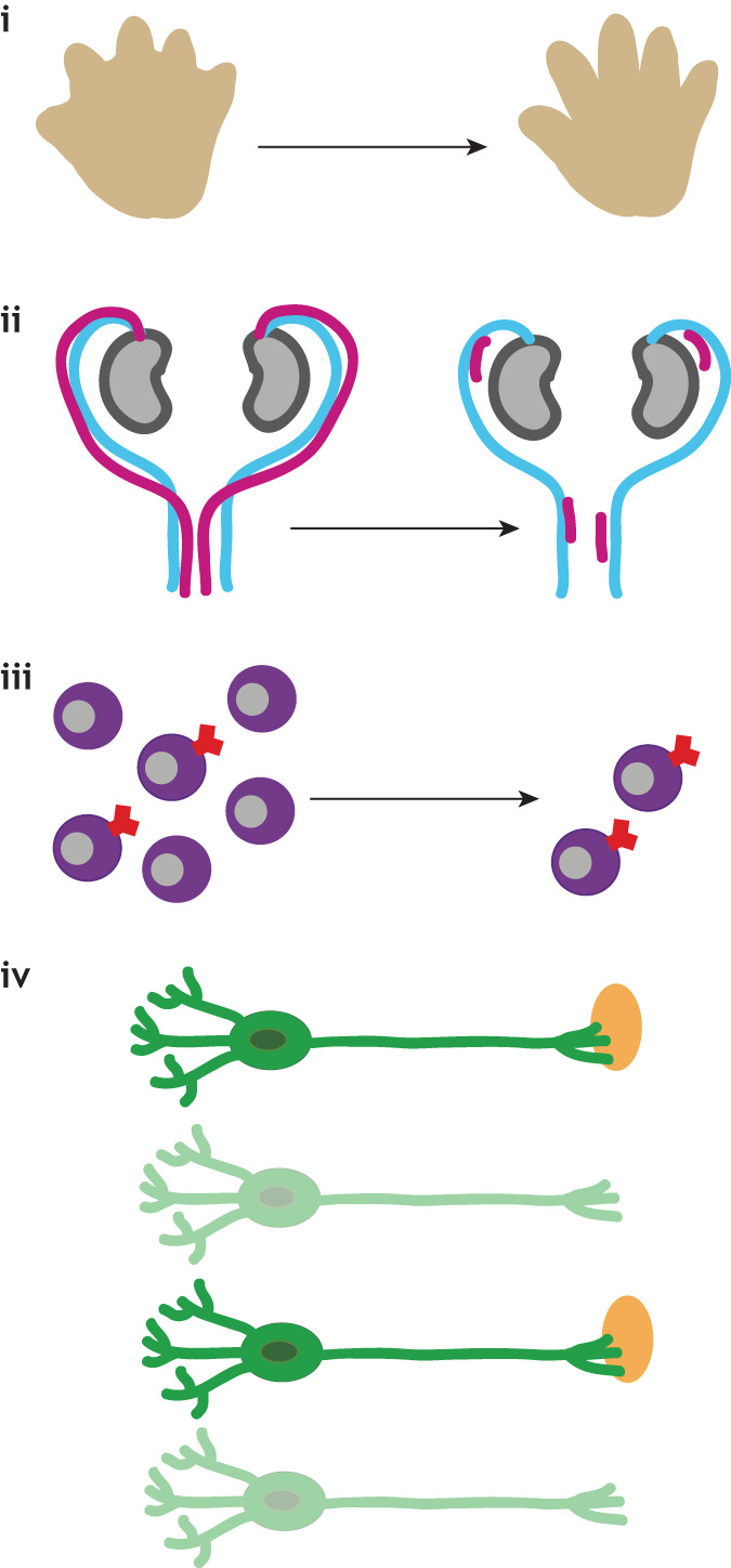 Box 1. Important roles for cell death in development