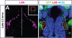 Fig. 1.