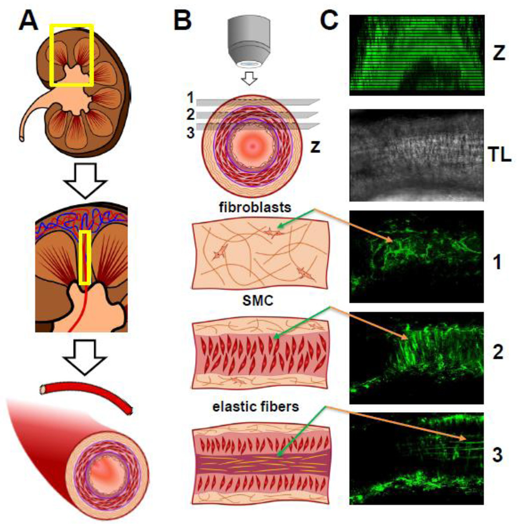 Fig. 2