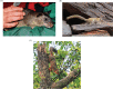 FIG 1