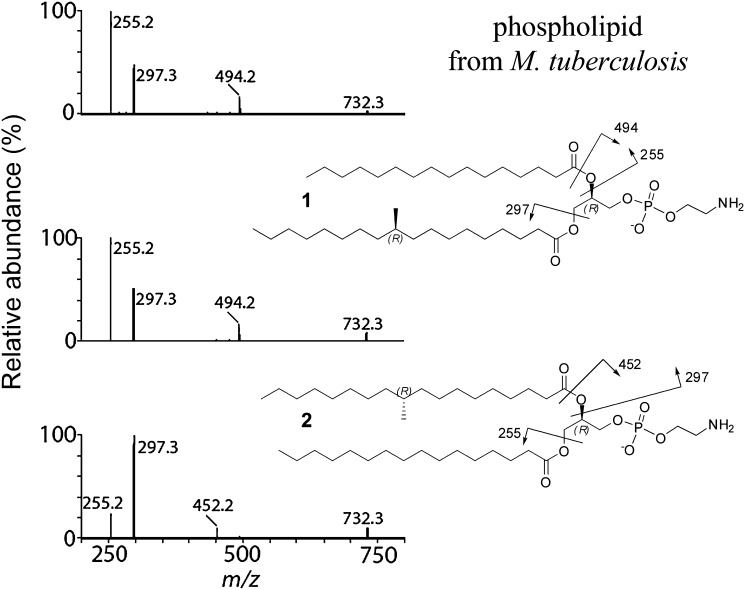 Fig. 5.