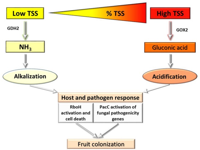 FIGURE 2