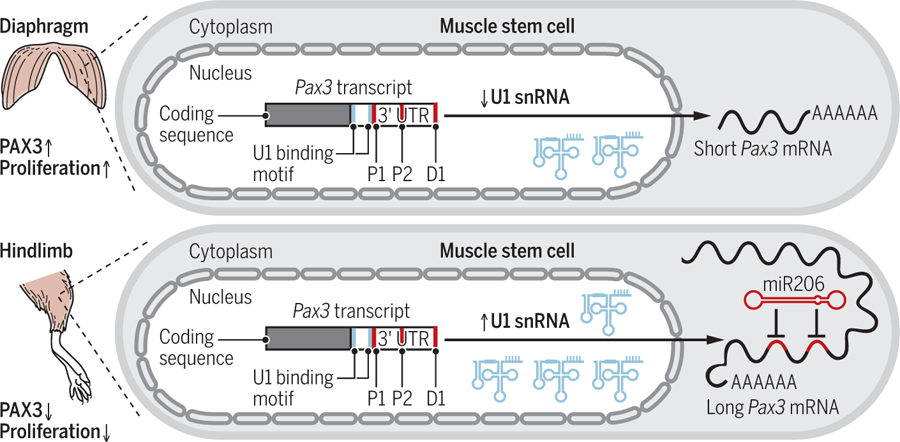 Regulation of stem cell behavior by multiple RNA species