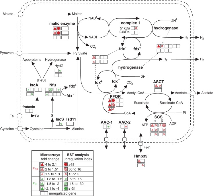 Fig. 4.—