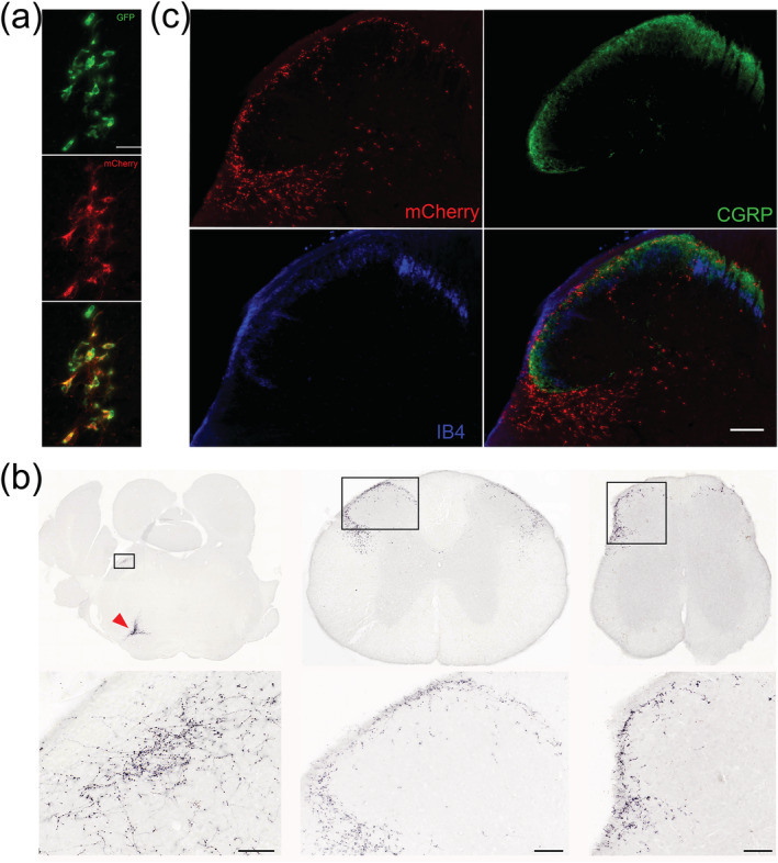 FIGURE 2