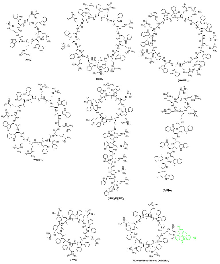 Amphiphilic Cell Penetrating Peptides Containing Arginine And Hydrophobic Residues As Protein 0215