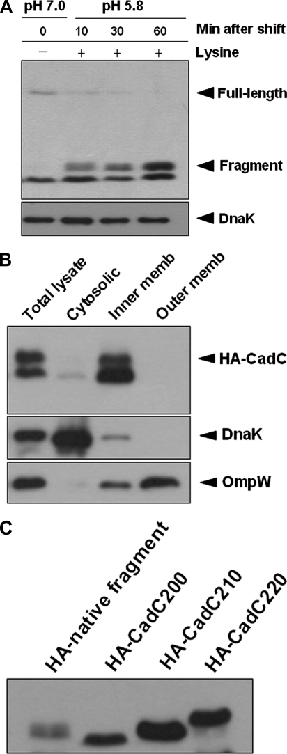 FIG. 5.