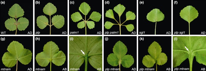 Fig. 3