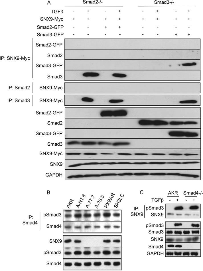 FIGURE 4: