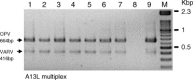 Fig. 5
