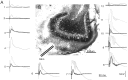 Fig. 8.