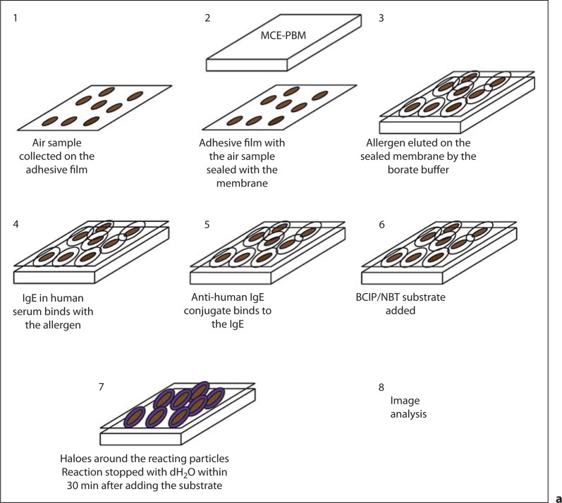 Sensitization To Airborne Ascospores, Basidiospores, And Fungal 