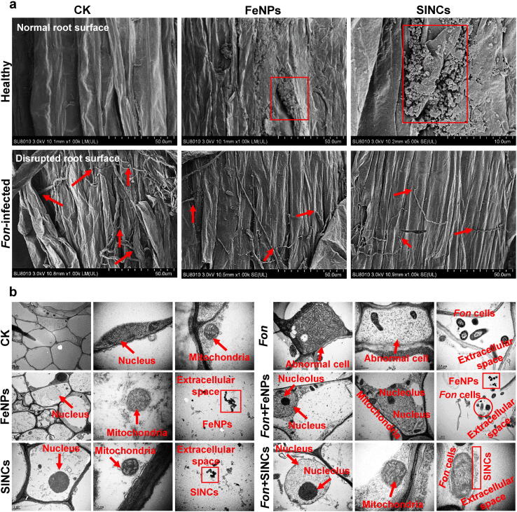 Fig. 6