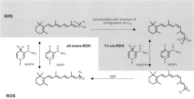 Fig. 8