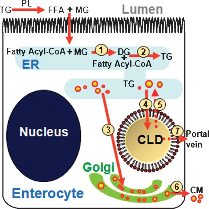 Fig. 6.