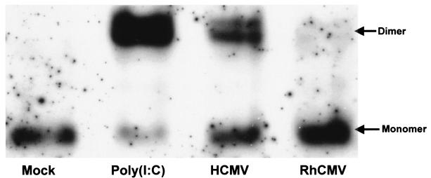 FIG. 8.