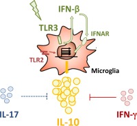 graphic file with name GLIA-65-1439-g006.jpg