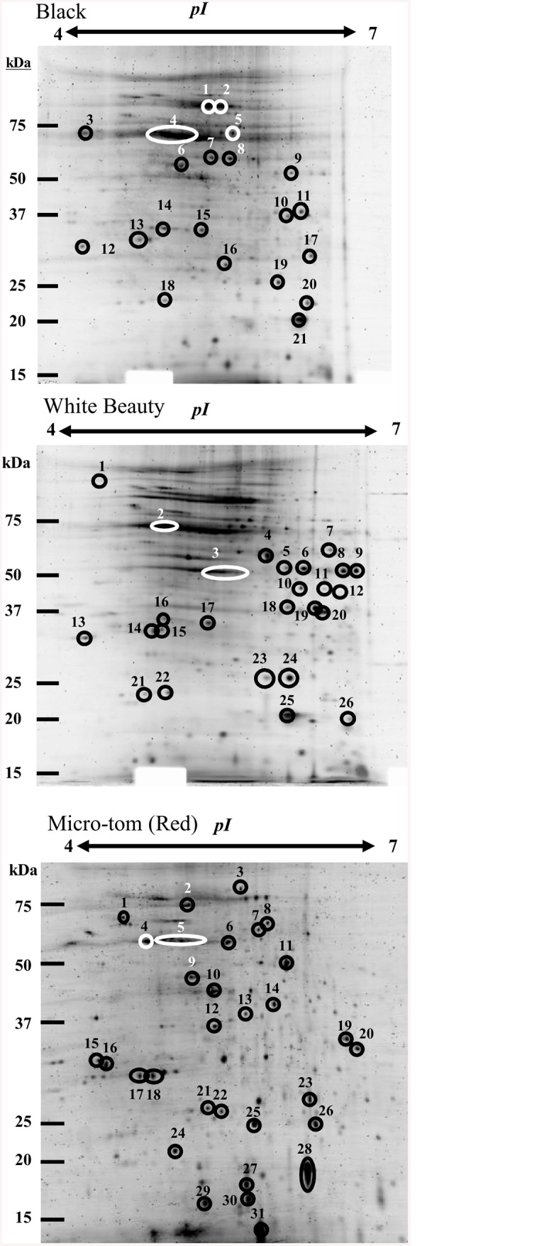 Fig 5