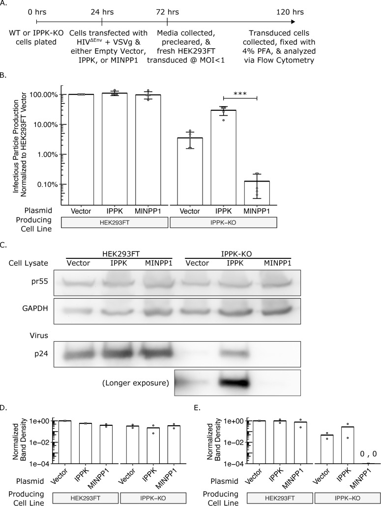 Fig 5