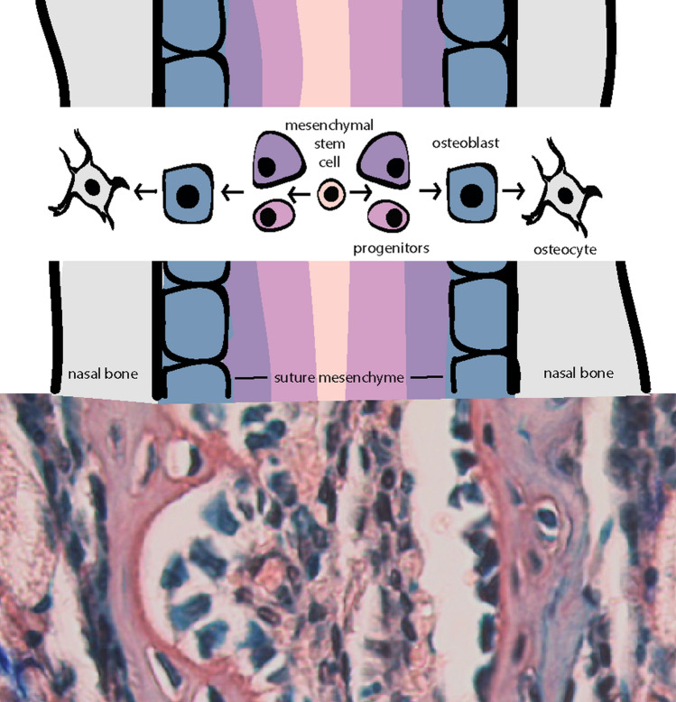 Fig. 5