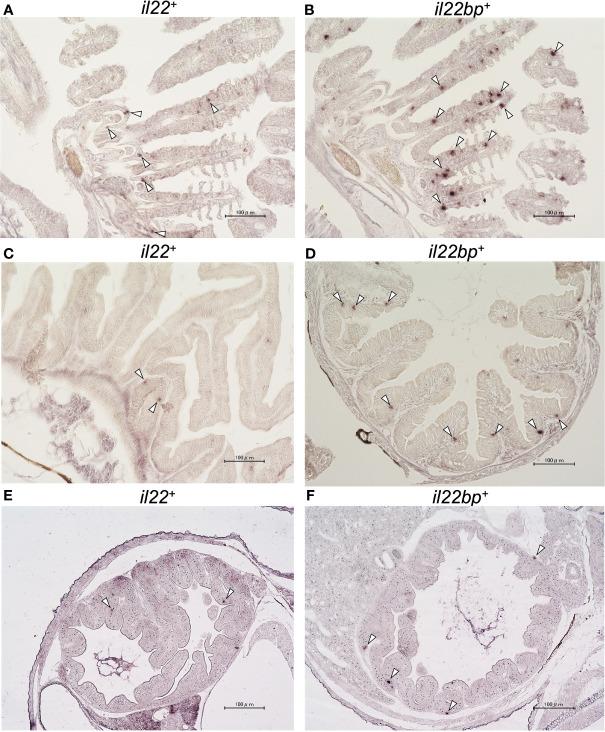 Figure 3