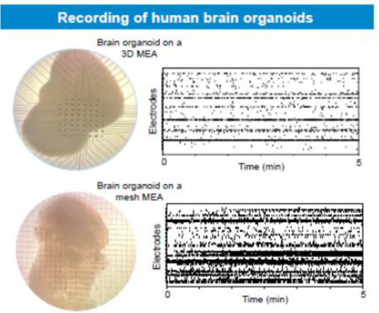 graphic file with name 10.1177_23982128251339668-fig55.jpg