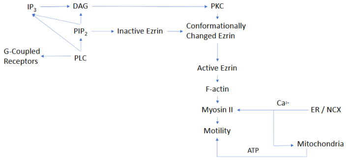 graphic file with name 10.1177_23982128251339668-fig44.jpg