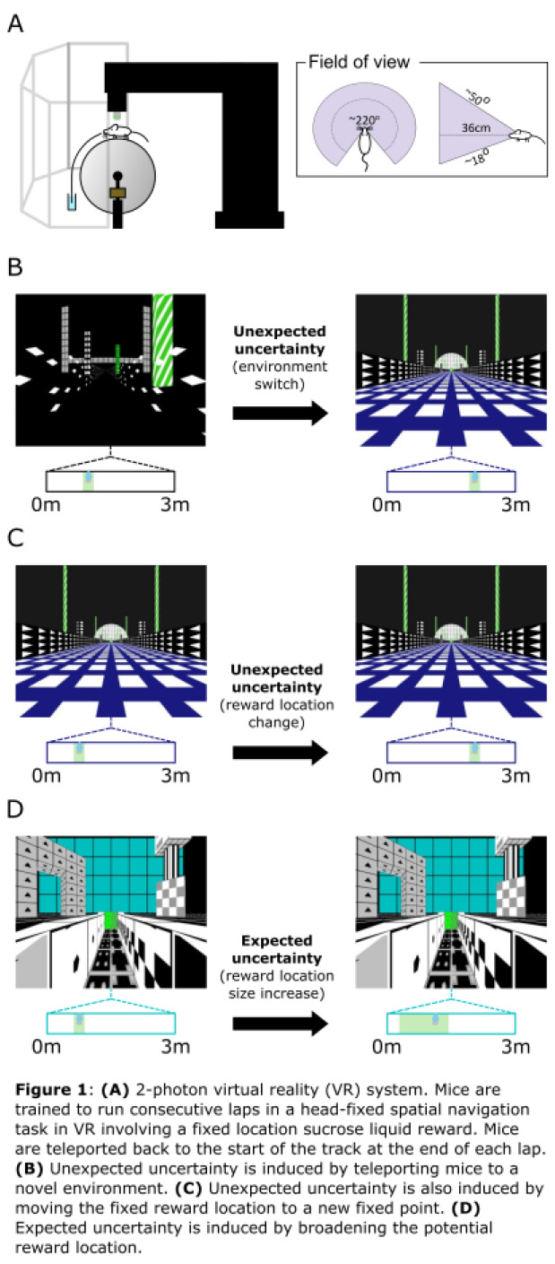 graphic file with name 10.1177_23982128251339668-fig11.jpg