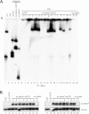 Fig 7