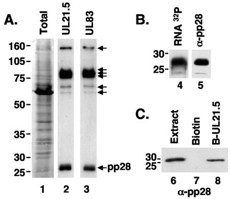 FIG. 5.