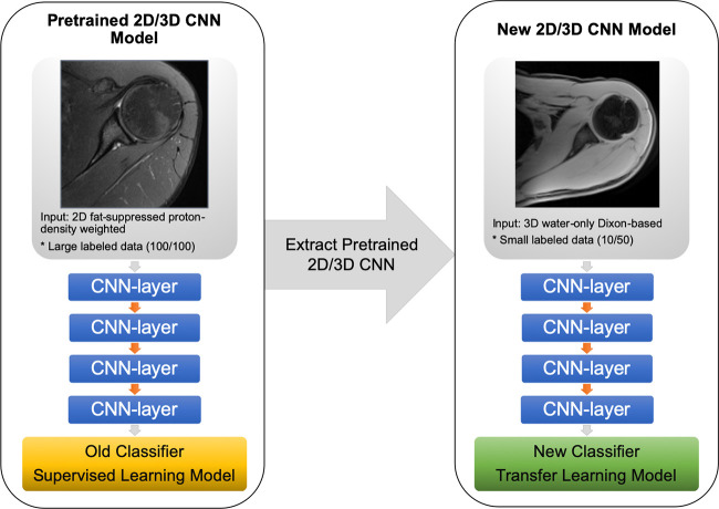 Diagram of the convolutional neural network (CNN) transfer learning models. The two- and three-dimensional (2D and 3D) CNN model used in this study was pretrained through supervised learning on axial 2D fat-suppressed proton density–weighted slices from shoulder MRI to obtain a segmentation mask classifier (yellow rectangle) using a dataset (100 total, 100 labeled). Parameters were extracted from the pretrained model and applied through transfer learning to another dataset (50 total, 10 labeled) of axial 3D water-only Dixon-based sequence slices of shoulder MRI to obtain a new segmentation mask classifier (green rectangle).