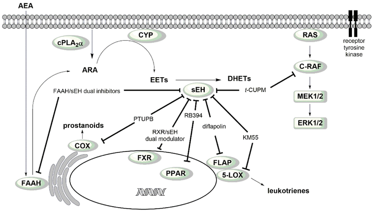 Figure 13.