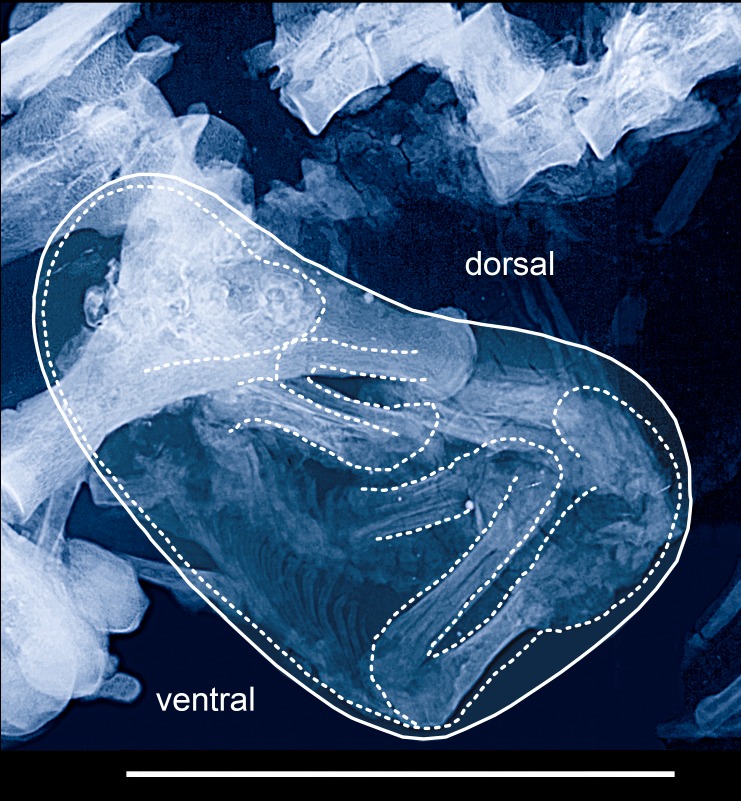 Fig 10