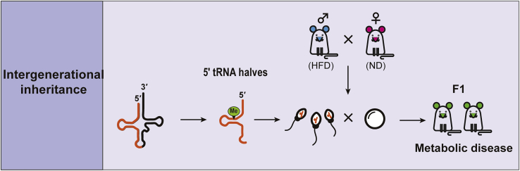 Figure 5