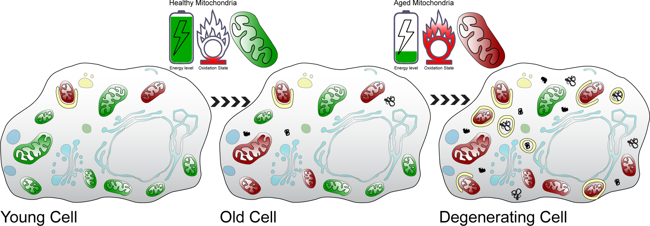 Figure 2: