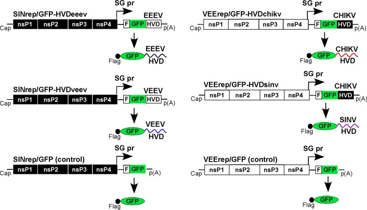 FIG 1