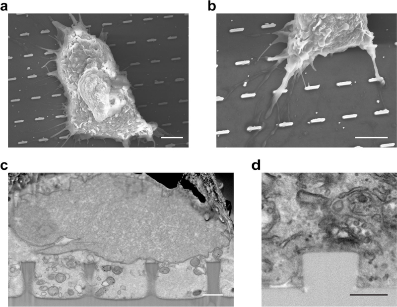 Fig. 11 |