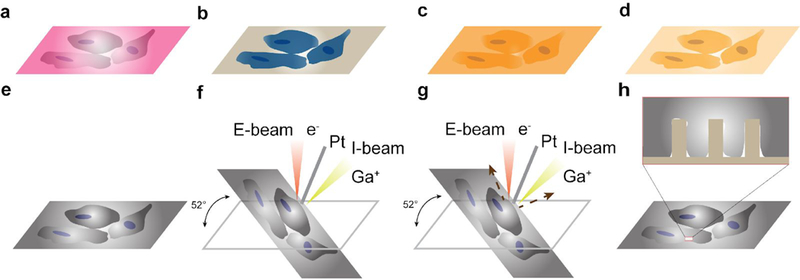 Fig. 9 |