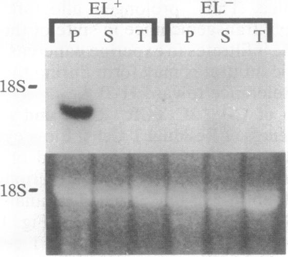 graphic file with name pnas01087-0041-a.jpg