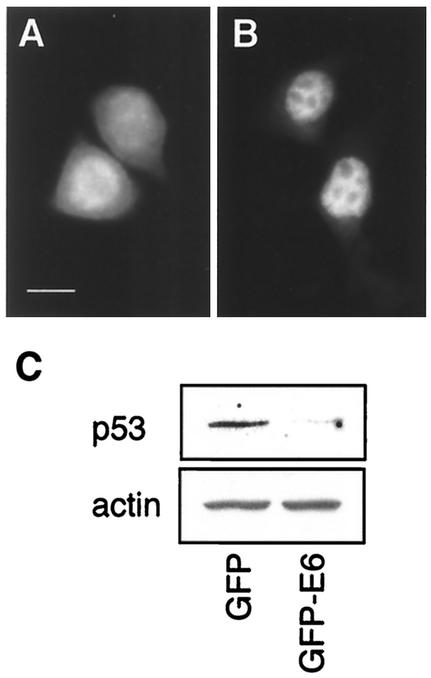 FIG. 5.