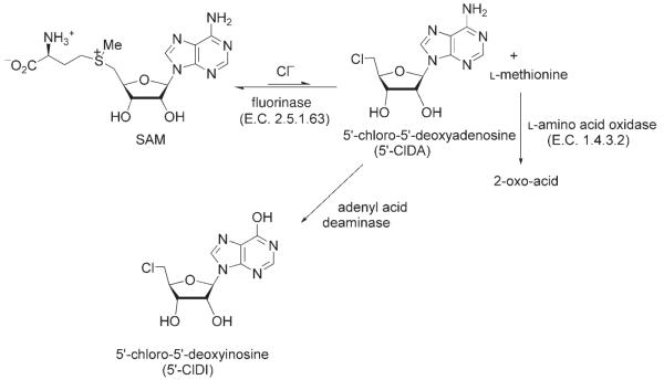 Scheme 3