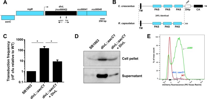 FIG 1