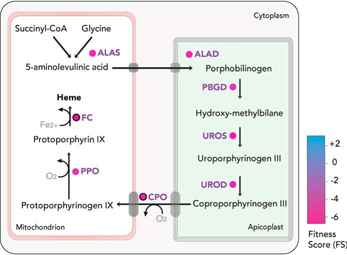 Figure 7.