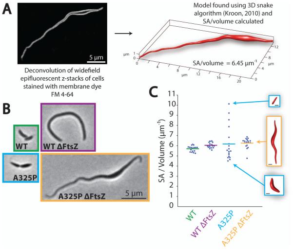 Fig. 6