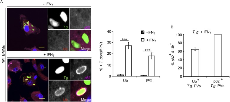 Fig. S1.