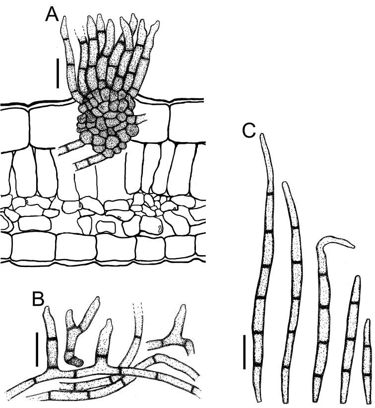 Figure 21.