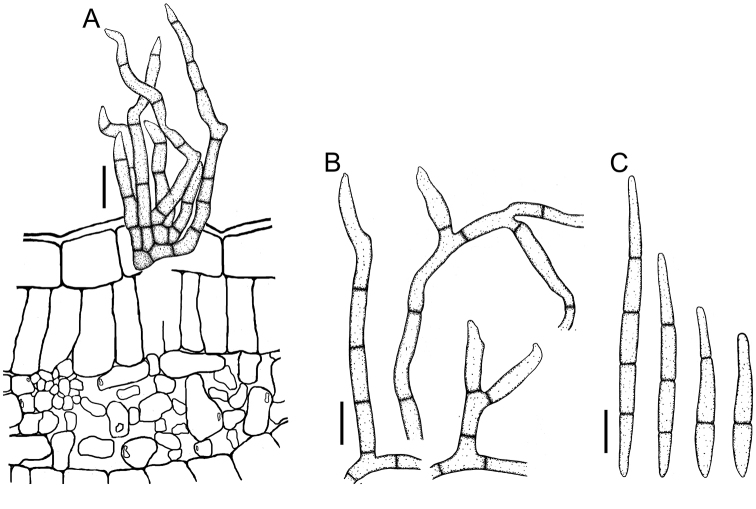 Figure 20.