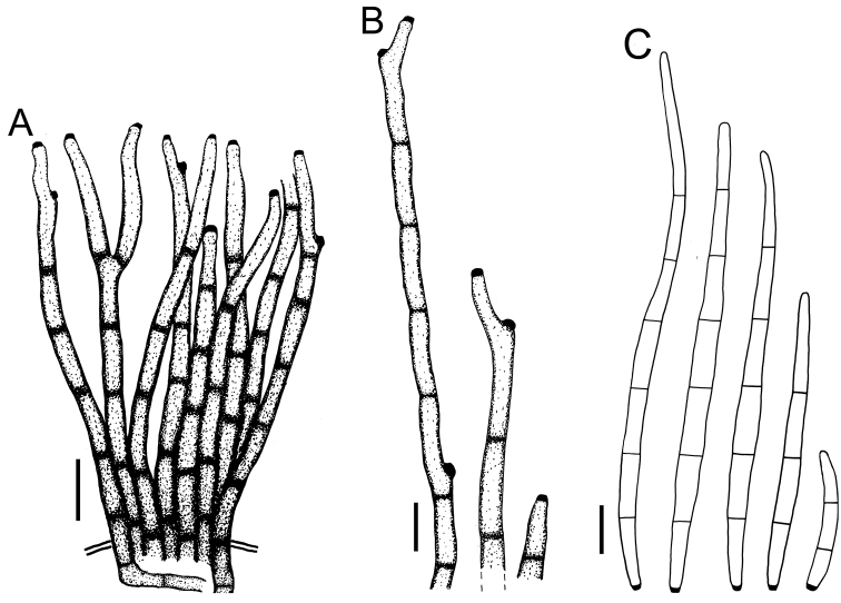 Figure 7.