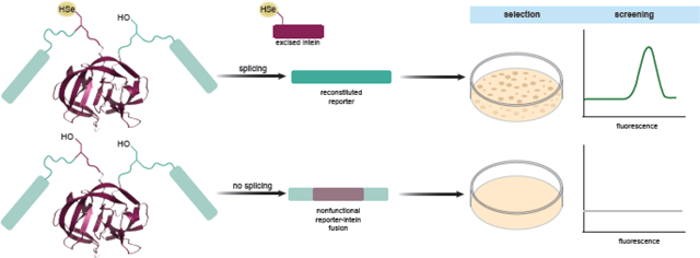 graphic file with name nihms-1734818-f0001.jpg