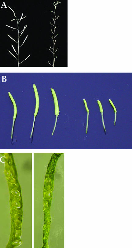 Figure 6.